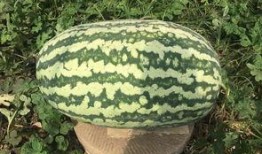 网红大瓜下载,下载背后的惊人真相